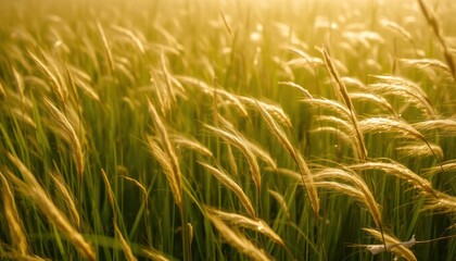 Golden wheat field swaying in the breeze at sunset