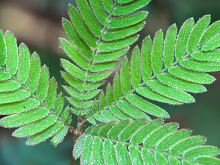 Close up of sensitive plant (Mimosa pudica L)