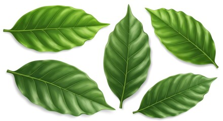 Fototapeta premium Realistic Coffee Leaves Illustration on White Background