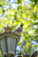 A Common Myna (Acridotheres tristis) perched on the lamppost. Bird, animal idea concept. Common Myna. Ornithology. 