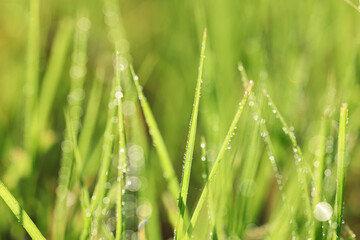 Closeup view of green grass with water drops