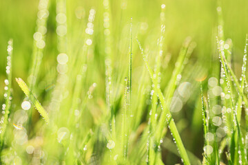 Closeup view of green grass with water drops