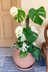 Variegated Monstera in Terracotta Pot