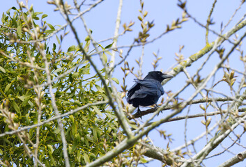 a crow on a sprouting tree, crow on a tree, bright blue sky, black raven on a high branch in the background other trees with green leaves, Corvus corone