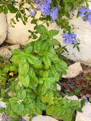 Basil growing in garden