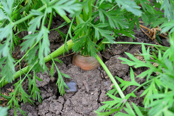 Close-up of a carrot plant with visible root in soil