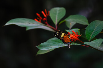 A vibrant butterfly perched on green leaves with bright red flowers in the background, showcasing nature's beauty