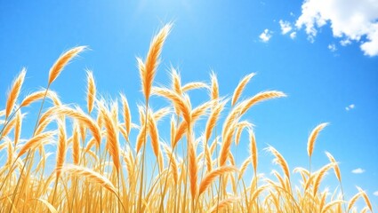 Golden wheat field under bright blue sky with clouds