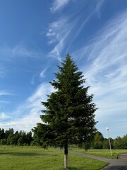 blue spruce. Outdoors, in summer, against a beautiful sky. Nature, botany, landscape.
