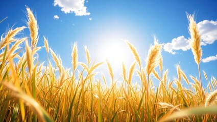 Golden wheat field under bright sun with blue sky
