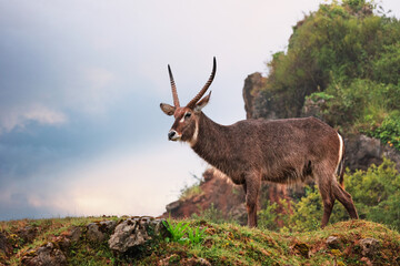 Fototapeta premium Male water conch standing on a rocky hill in a natural African setting