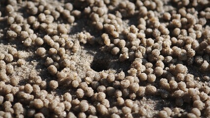 Sand crab on the beach. Texture background.