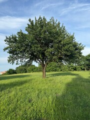 Beautiful tree on a sunny day in the field. View of a  Treeline 