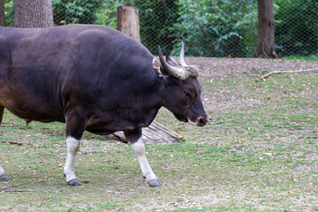 A Banteng (bos javanicus) walking in a natural habitat with trees and grass.