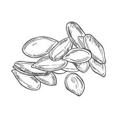 Pumpkins seeds vector superfood drawing. Isolated hand drawn illustration on white background. Organic healthy food. Great for banner, poster, label, sign