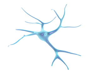 Blue Neuron Cell With Branching Dendrites And Axon nerve brain isolated on a transparent background