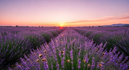 Naklejka premium Captivating lavender field at golden hour displaying floral beauty under the soft dawn glow
