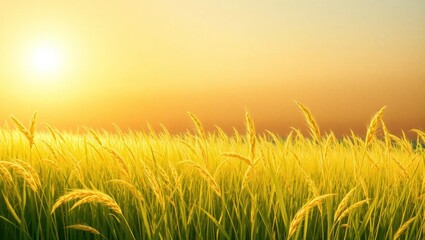 Fototapeta premium Golden wheat field under the warm sunset glow