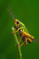 Fototapeta premium Colorfu of Grasshopper 