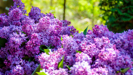 Obraz premium vivid lilac blossom in spring. purple syringa plant in the garden. closeup view in dappled light