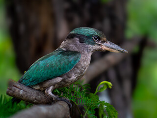 Cekakak Javanese is an endemic bird on the islands of Java and Bali, Indonesia. They are usually found in open land, especially near clean water, up to a height of 1,000 m above the surface