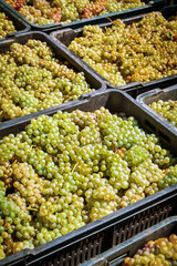 Freshly picked ripe white grapes in crates