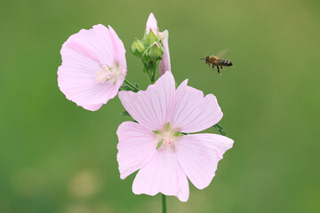  Musk mallow, pink flower and bee in flight