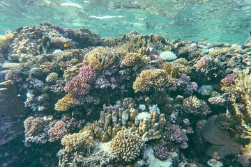 An underwater coral reef scene with diverse marine life and sunlight filtering through clear water.