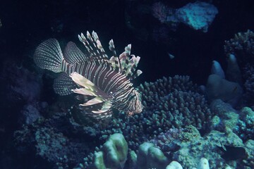 Lionfish gracefully swims over coral reefs in a vibrant underwater scene.