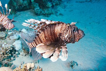 A lionfish swims gracefully over a coral reef in clear blue waters. © Wirestock