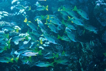 Vibrant underwater scene with a school of yellowtail fish swimming among corals in clear blue water.