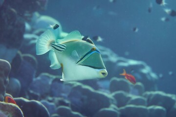 A colorful picasso triggerfish swimming gracefully in a vibrant coral reef.