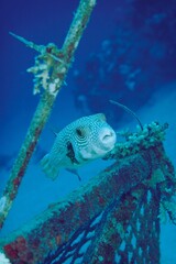 Spotted pufferfish swimming near a coral-encrusted shipwreck in clear blue ocean water. © Wirestock