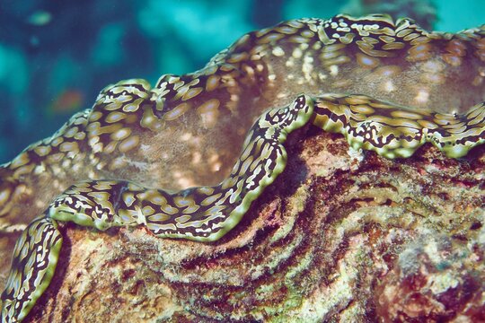 A close-up of a colorful tridacna shell underwater.
