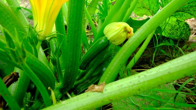 Close up of young zucchini and moving camera slightly away revealing more flowers and fruits growing on plant in sand rich soil in vegetable garden