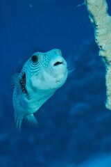 A close-up of a vibrant pufferfish swimming near coral in clear blue ocean waters.