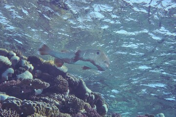 Underwater scene of a pufferfish swimming above vibrant coral reefs in clear blue ocean water.