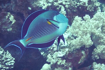 Colorful surgeonfish is swimming among vibrant coral in a clear ocean environment.
