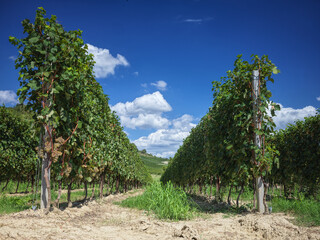 vineyard rows in the Langhe Roero wine region in Piedmont Italy