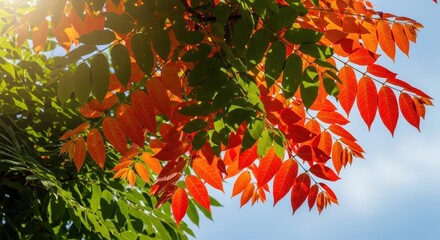 Vibrant Autumn Leaves Against Blue Sky - Nature's Beauty
