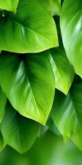 Obraz premium Vibrant close-up of green textured botanical patterns highlighting exotic floral foliage beauty.