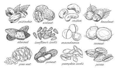 Vector set of hand sketched nuts on white background in vintage style: hazelnut, almonds, peanuts, walnut, cashew, brazilian nut, chestnut, macadamia, pistachios, pine nuts, coconut