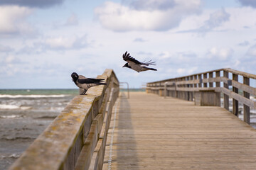 A Serene Shoreline Area with Birds Gracefully Flying Over a Beautiful Wooden Pier