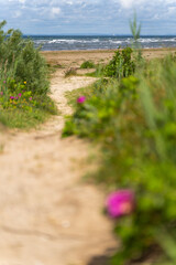 A Scenic Pathway Leading to the Beach Adorned with Beautiful and Vibrant Wildflowers