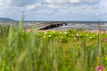 Serene Beach Pier is Surrounded by Vibrant Coastal Flora, Offering a Tranquil Escape