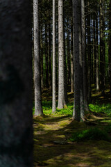 A Serene Forest Pathway Beautifully Surrounded by Vibrant Lush Greenery and Life