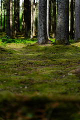 A Serene Forest Pathway Beautifully Surrounded by Vibrant Lush Greenery and Life