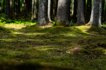 A Serene Forest Pathway Beautifully Surrounded by Vibrant Lush Greenery and Life