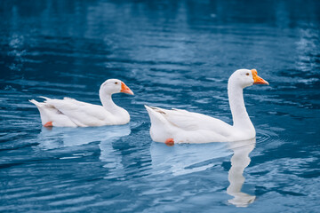 Two elegant white geese glide gracefully on a tranquil blue lake, creating beautiful ripples and reflections in a serene and peaceful natural scene.