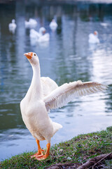 A majestic white goose stands on a grassy bank with its wings spread wide, captured in a moment of graceful elegance beside a tranquil blue lake.   © nutt